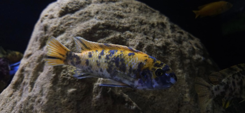 Labeotropheus trewavasae 'Border'